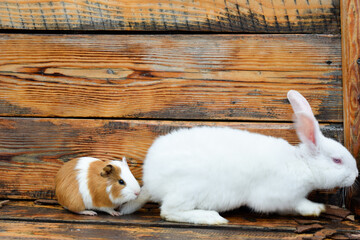 Domestic guinea pig and white rabbit pets