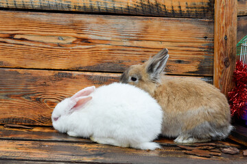 Obraz premium Rabbits on wooden background, pets