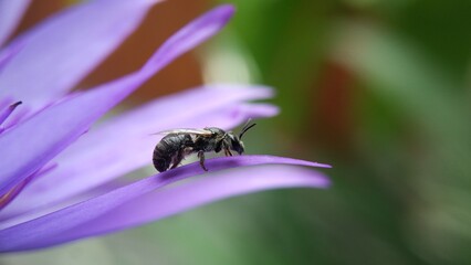 bee on flower