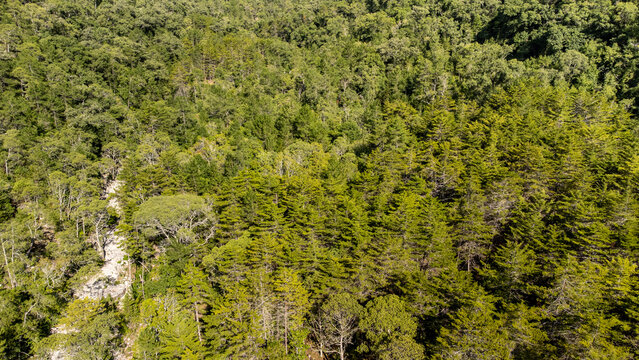Foto a&eacute;rea bosque de con&iacute;feras y abetos