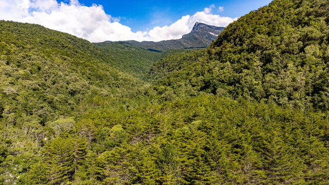 Foto a&eacute;rea bosque con monta&ntilde;a al fondo