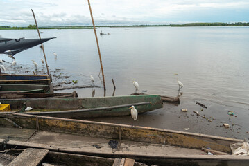 White herons on fishing boats on the banks of the Magdalena River. Colombia