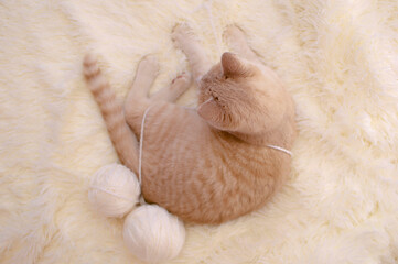red-haired cat plays with pink and white balls, skeins of thread on white bed. Small curious kitten lying on white blanket sleeping with its paws spread out, top view