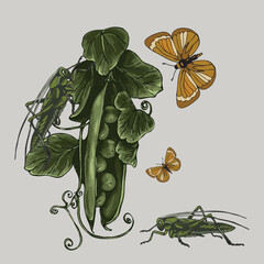 botanical illustration plant peas and insects grasshoppers and butterflies