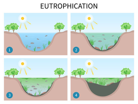 classification of degradation water quality algae productivity life salt system excess waste plant oxygen depletion marine
