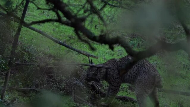 Spain wildlife. Iberian lynx, bury cover, wild cat endemic to Iberian Peninsula in southwestern Spain in Europe. Cat with red deer catch kill food. Canine feline with spot fur coat, sunset light.