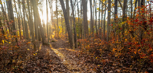 autumn forest in the morning