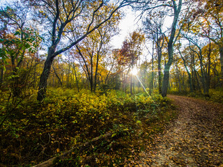 morning in the forest