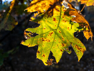 backlit autumn leaf