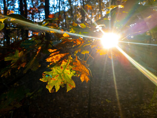 sun rays through the trees