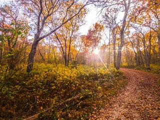 path in the forest sunset