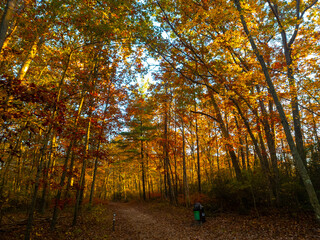 autumn in the woods