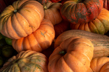 Pumpkin on display at street market stall on Sao Paulo, Brazil