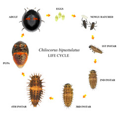 Heather ladybird (ladybug), Chilocorus bipustulatus (Coleoptera: Coccinellidae). Life cycle. Development stages - eggs, larva, pupa, adult. Isolated on a white background