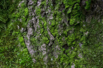 Wood bark with green moss, texture, background