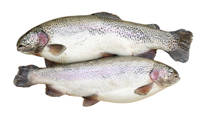 Two freshly caught trouts