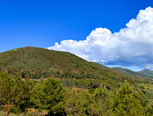 Trees in the mountains