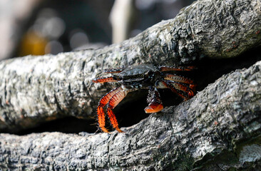 Typical crab of mangroves on Bahia state, Brazil