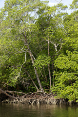 Mangrove forest on Itaparica island near Salvador, Bahia state, Brazil