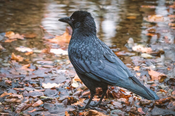 Rabenkrähe am Fluss