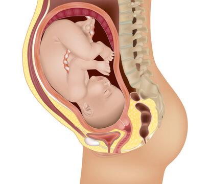 Detailed medical illustration of a baby in the womb. Fetus in Utero. Anatomy of pregnancy and birth. 