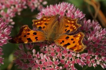Closeup of the Comma butterfly, Polygonia c-album sitting with spread wings
