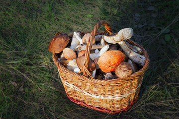 An autumn Mashroom season and picking. Wicker basket with edible mushrooms.
