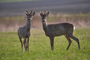 Two buck deer in the wild.
