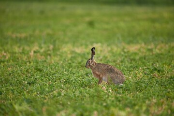 European hare, Lepus europaeus. Wild rabbit on grass.