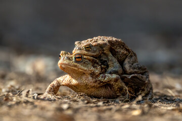 Female carrying a male toad during toad migration at a sunny day in spring.
