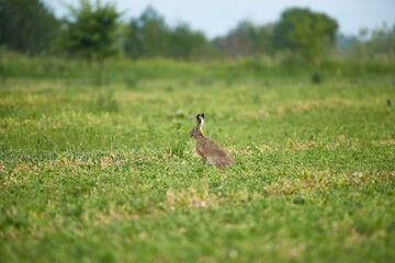 European hare, Lepus europaeus. Wild rabbit on grass.