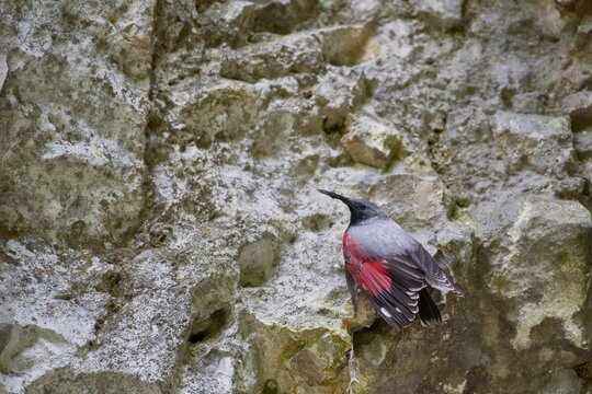 Wallcreeper (Tichodroma muraria) rest on cliff in natural habitat.