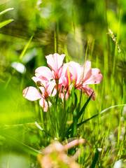Fototapeta premium Pink flowers 