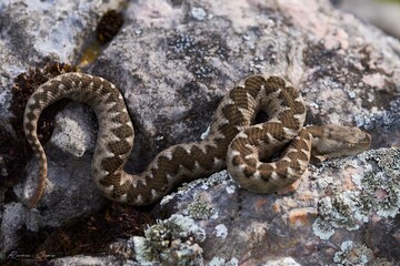 Nosed viper on a rock. Vipera ammodytes.