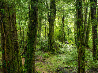 Bosque Valdiviano