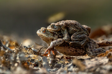 Female carrying a male toad during toad migration at a sunny day in spring.