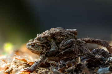 Female carrying a male toad during toad migration at a sunny day in spring.