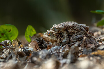 Female carrying a male toad during toad migration at a sunny day in spring.