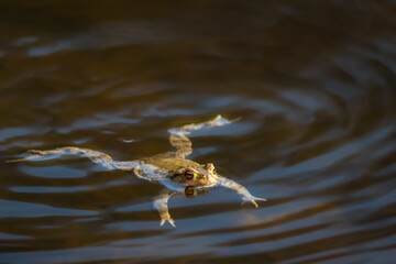 Common toad during toad migration at a sunny day in spring.