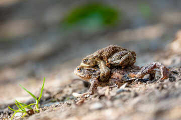Female carrying a male toad during toad migration at a sunny day in spring.