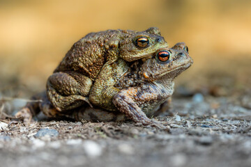 Female carrying a male toad during toad migration at a sunny day in spring.