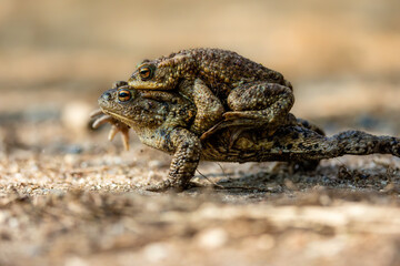 Female carrying a male toad during toad migration at a sunny day in spring.