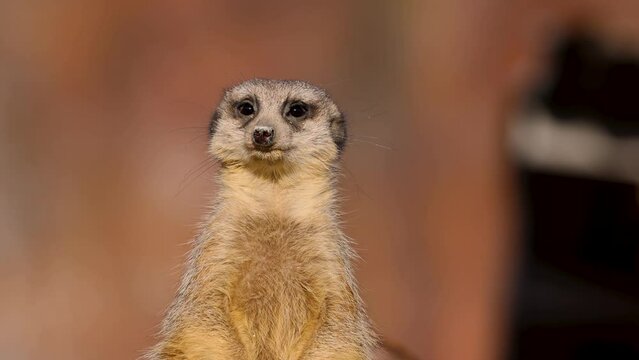 When it comes to meerkats (Suricata suricatta), at least one animal is always on guard while foraging. To do this, they look for a good vantage point on hills or trees. Slow motion in 4K.