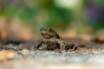 Common toad during toad migration at a sunny day in spring.