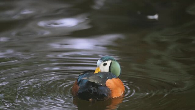 The African Pygmy Duck ( Nettapus auritus ) inhabits all of tropical Africa. However, they can be found most often in the south. Slow motion in 4K.