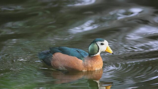 The African Pygmy Duck ( Nettapus auritus ) inhabits all of tropical Africa. However, they can be found most often in the south. Slow motion in 4K.
