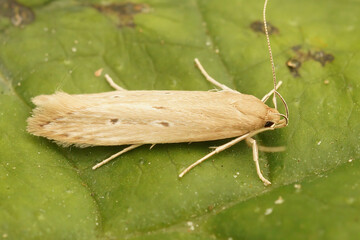 Closeup on the shy cosmet moth Limnaecia phragmitella, sitting on a green leaf