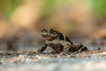 Common toad during toad migration at a sunny day in spring.