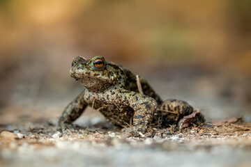 Common toad during toad migration at a sunny day in spring.
