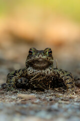 Common toad during toad migration at a sunny day in spring.